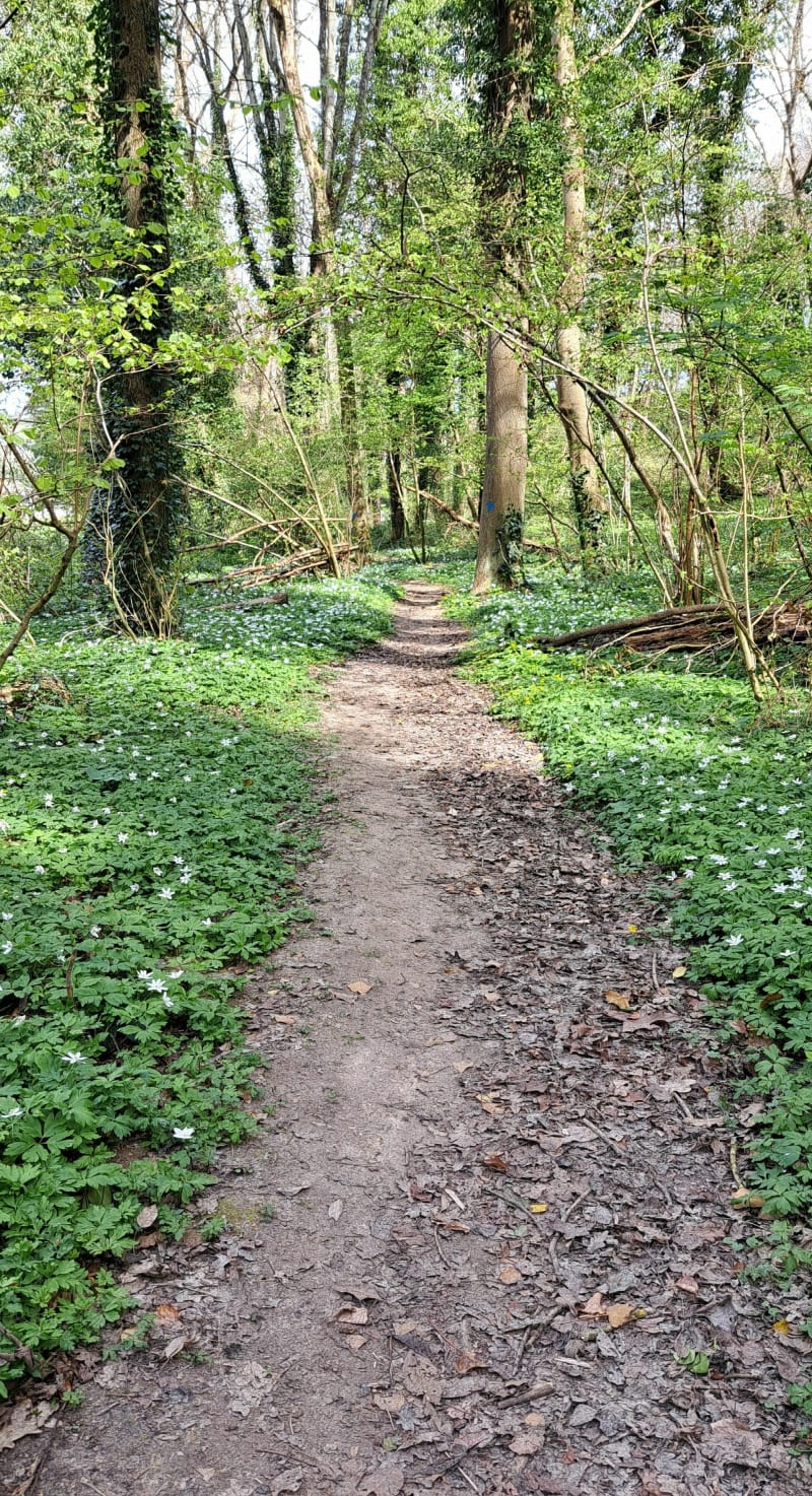 Balade en forêt de Hautot depuis Pourville - Hautot-sur-Mer