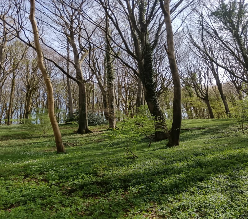 Sentier des 4 bois - Bouvelinghem