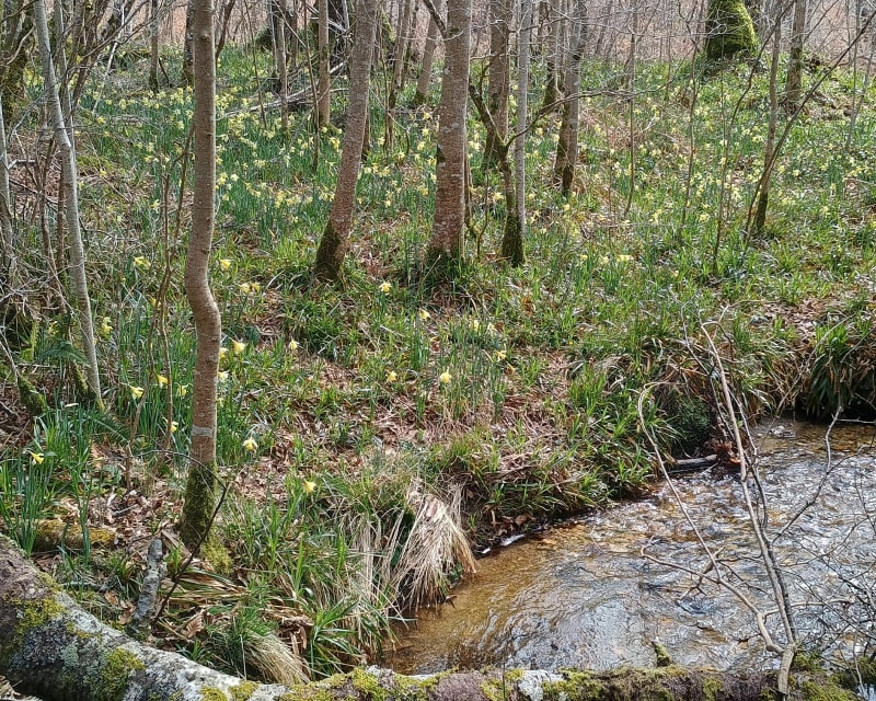 Promenade aux jonquilles près d'Arfons - Arfons
