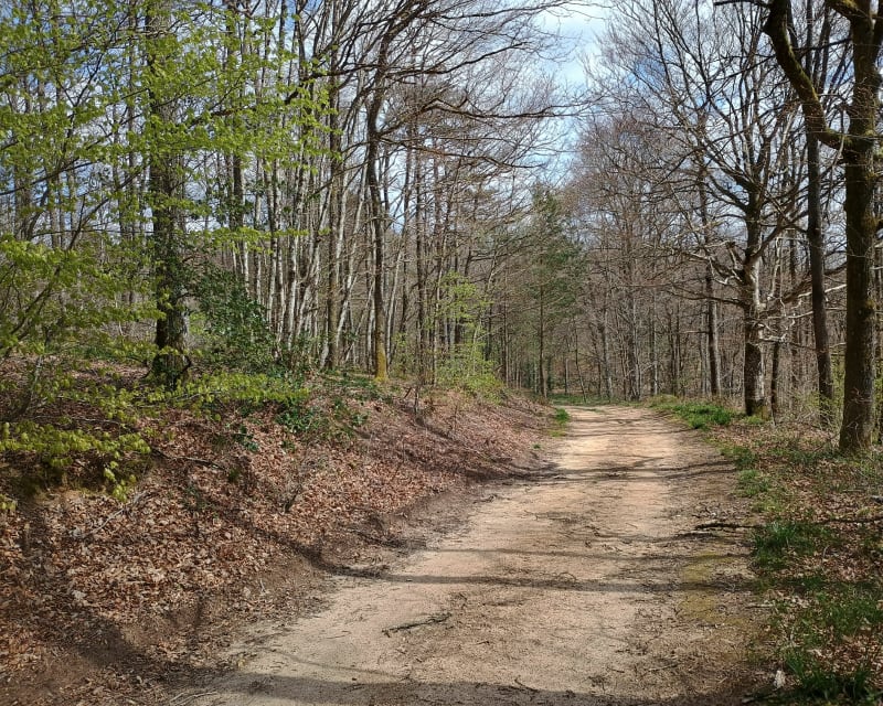 Petit tour dans la forêt de l'Aiguille - Les Cammazes