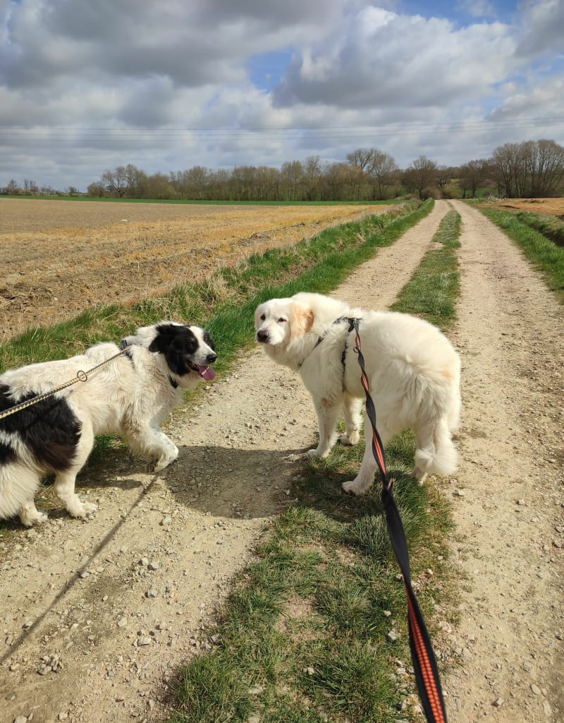Balade à la campagne - Nieurlet