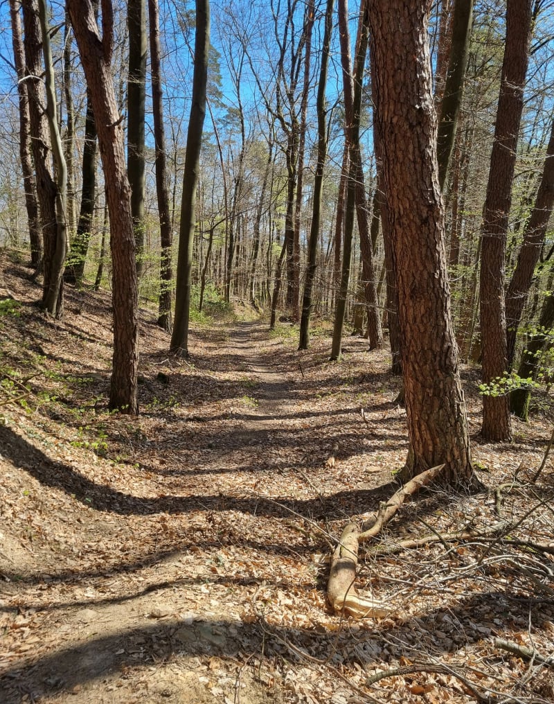 Parcours sportif Soultz sous Forêts - Soultz-sous-Forêts