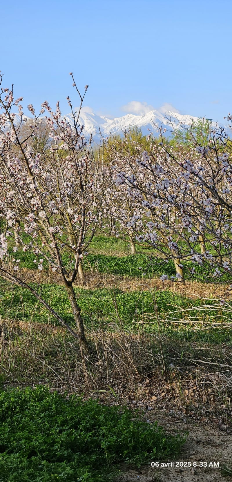Le printemps de Caladroy - Pézilla-la-Rivière