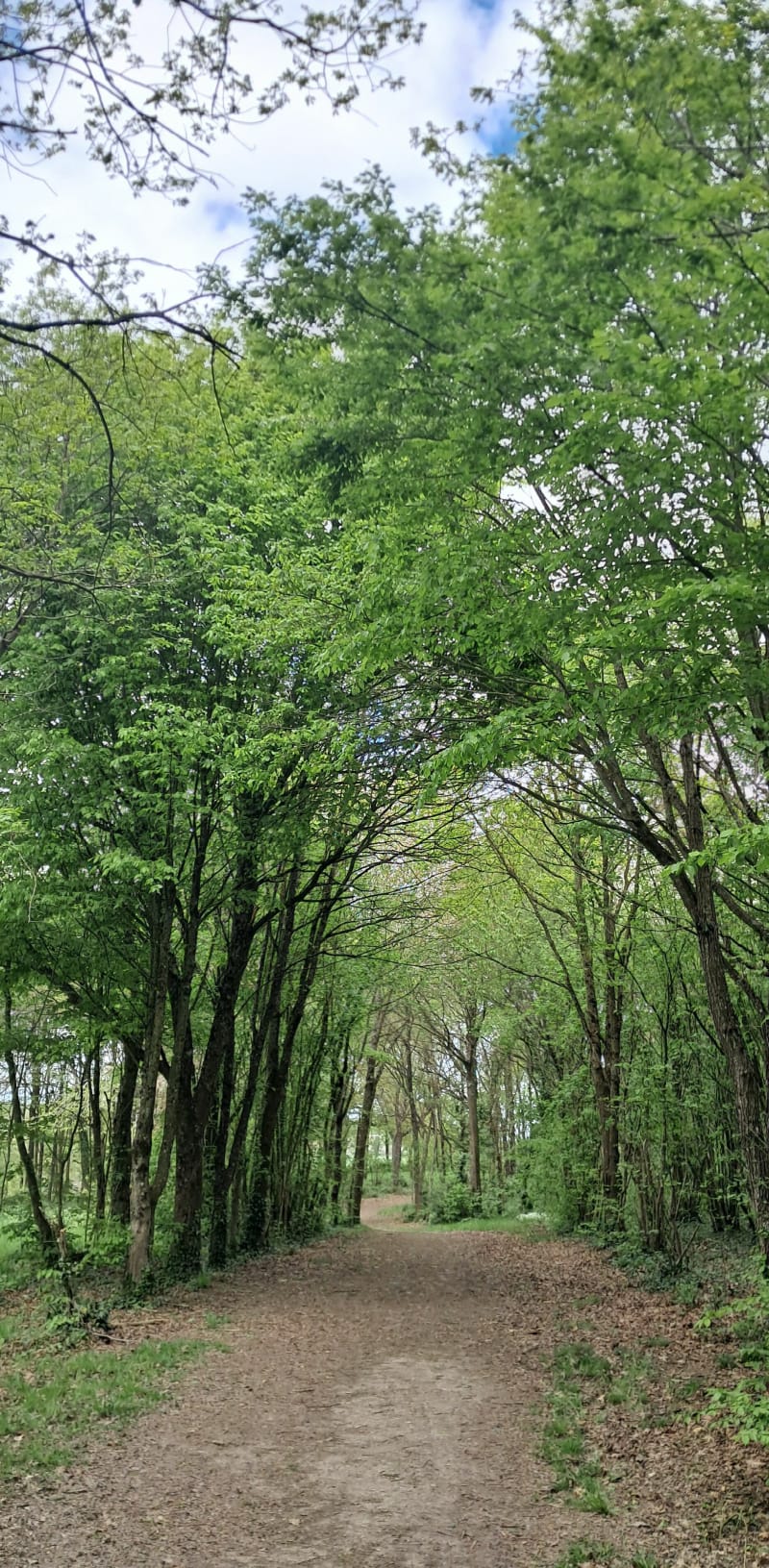 Randonnée verte autour de Saint-Aubin-d'Aubigné - Saint-Aubin-d'Aubigné