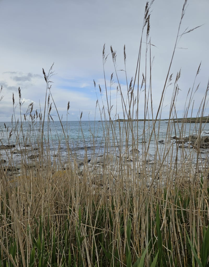 Entre Mer et terre à Plouarzel - Plouarzel