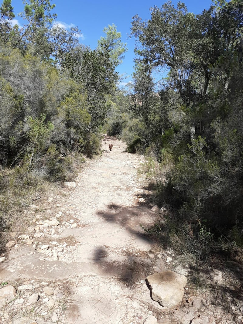 Balade dans la forêt de la lieutenante - Roquebrune-sur-Argens
