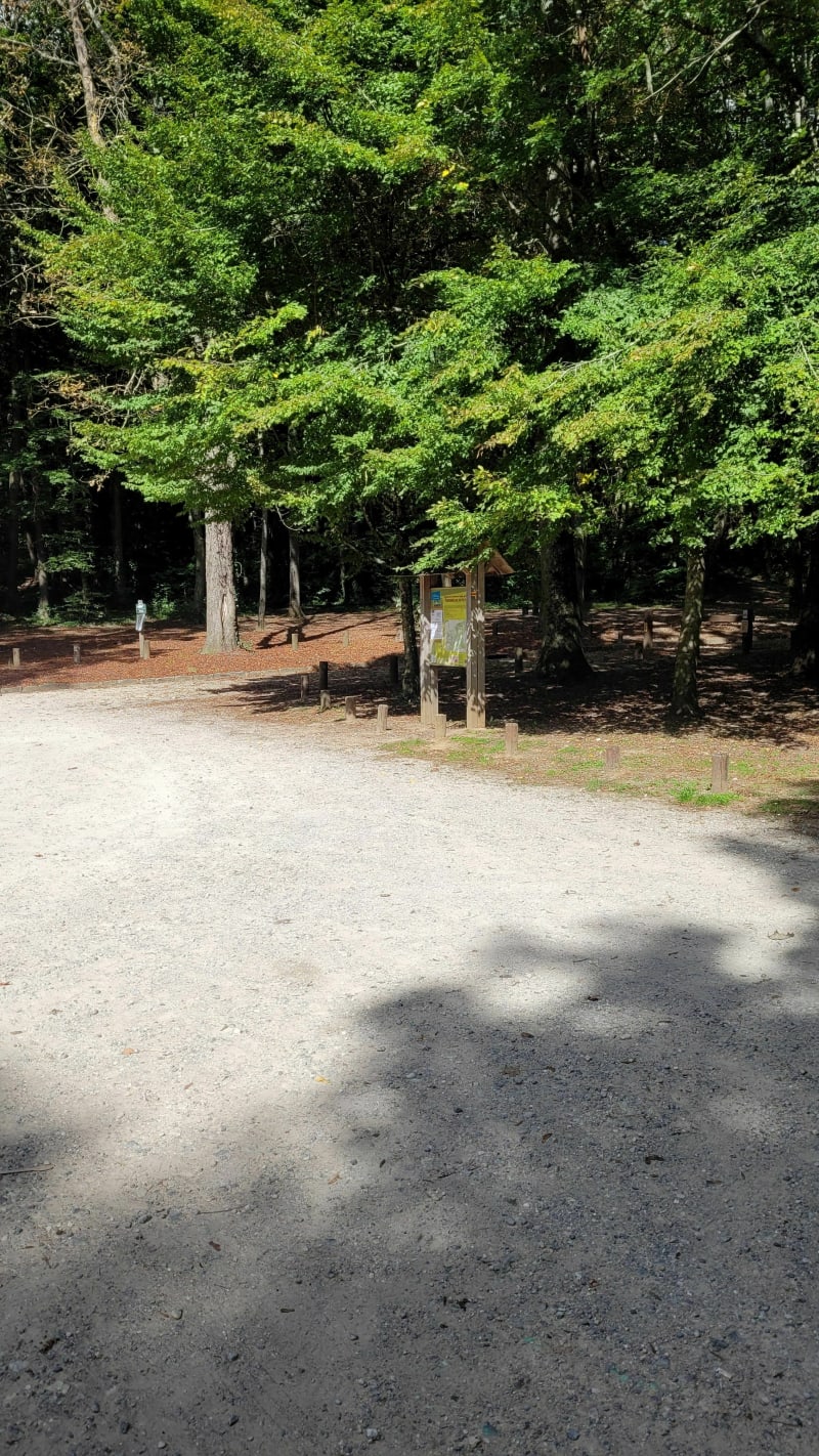 Balade en forêt de Chamarande - Chamarande