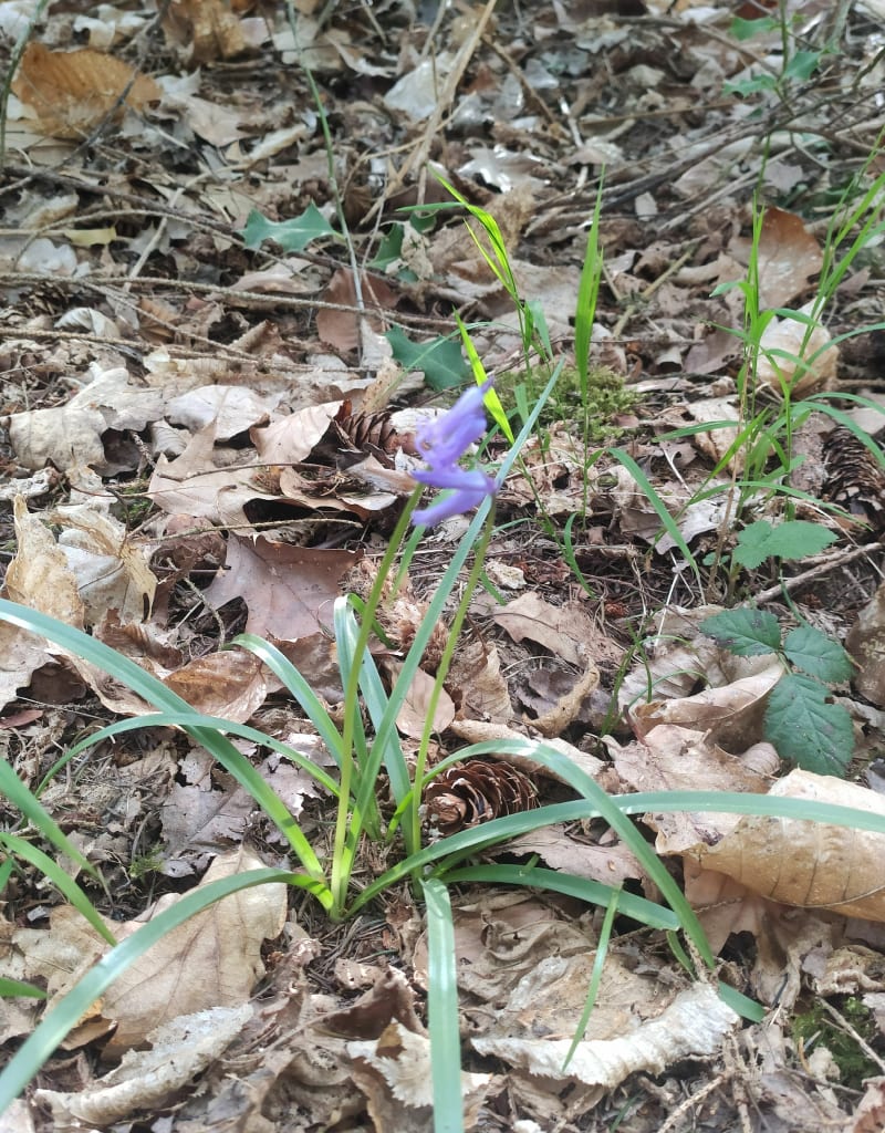 Balade en forêt de Louviers - Louviers