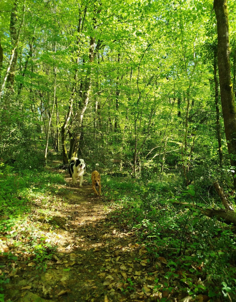 Sentier pédestre au Ruisseau Lapede - Caupenne-d'Armagnac