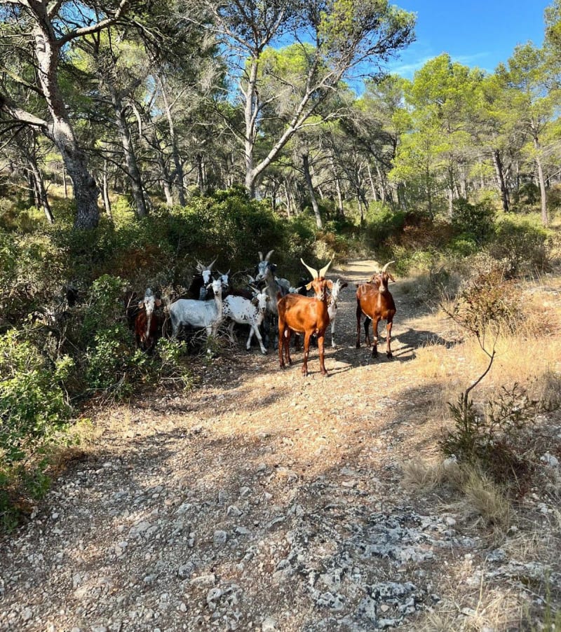 De pinède à forêt à Martigues - Martigues