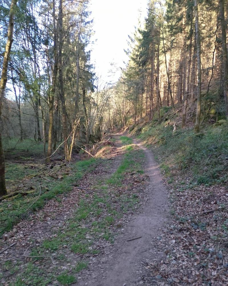 Promenade en forêt. Départ Danne et Quatre Vents - Danne-et-Quatre-Vents