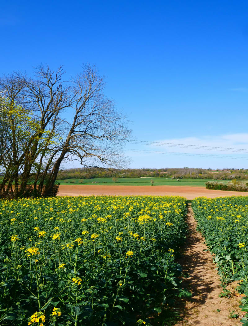 Forêt et champs à  Frépillon - Frépillon