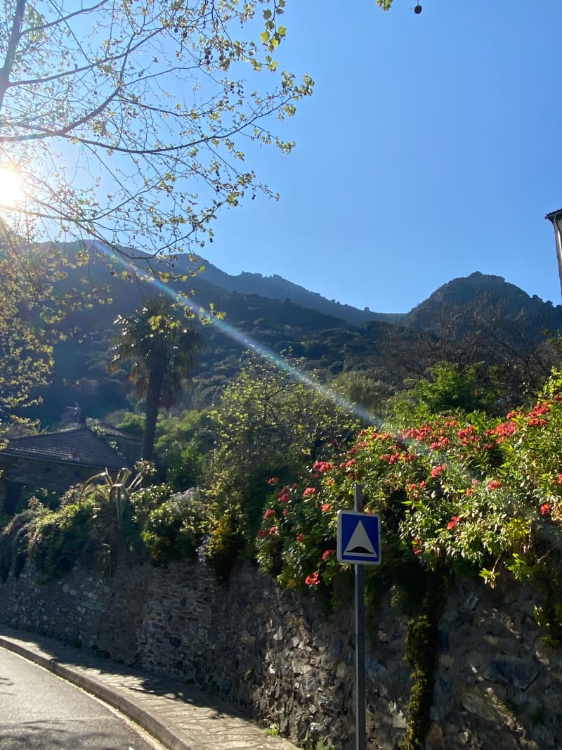 SANTA Maria di POGGIO / Felicio / cervione / SANTA Maria - Santa-Maria-Poggio