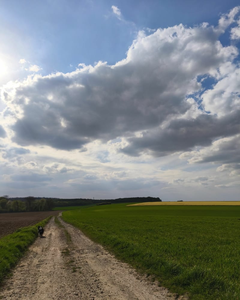 Entre champs et forêt - boucle à proximité de Campagne-les-Guînes - Campagne-lès-Guines