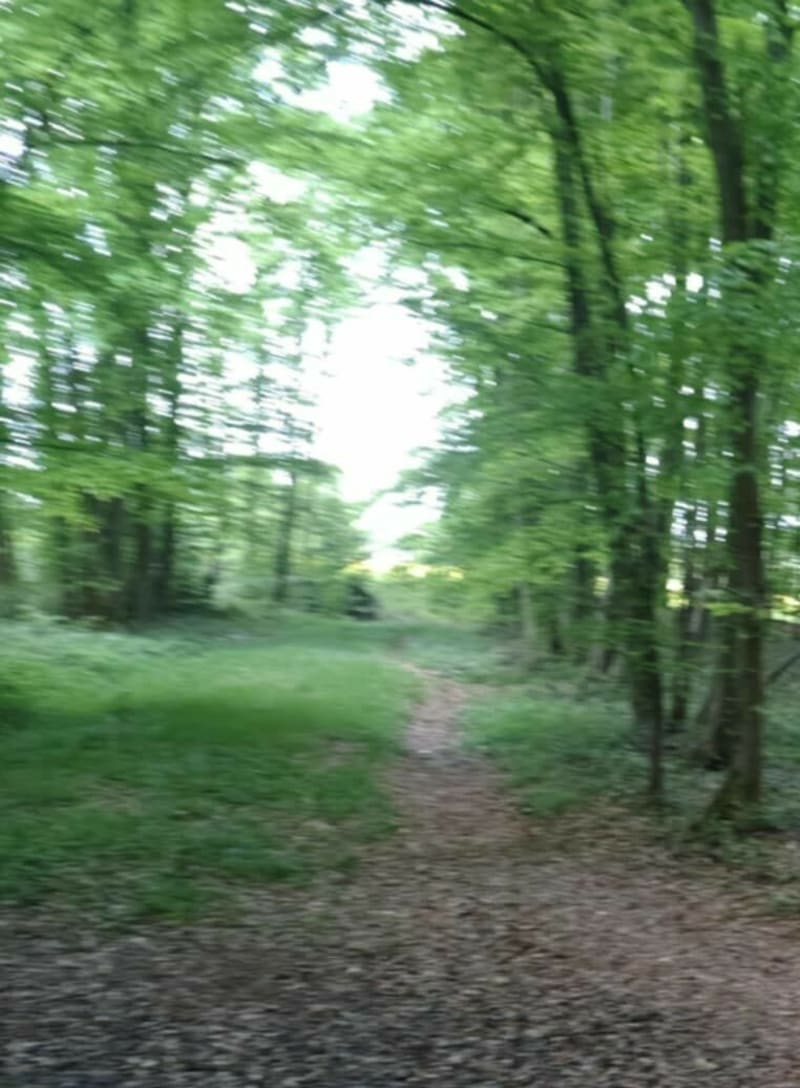 Forêt de Marchiennes au départ de Bouvignies - Bouvignies