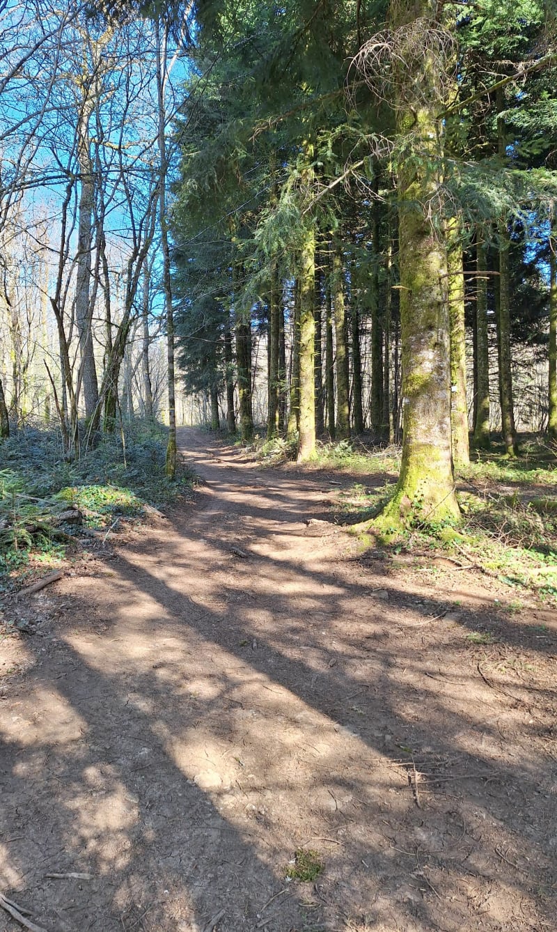 Forêt et réserve naturelle de Valbois - Cléron