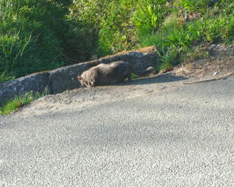 Balade Bois des 8 rue - Morbecque