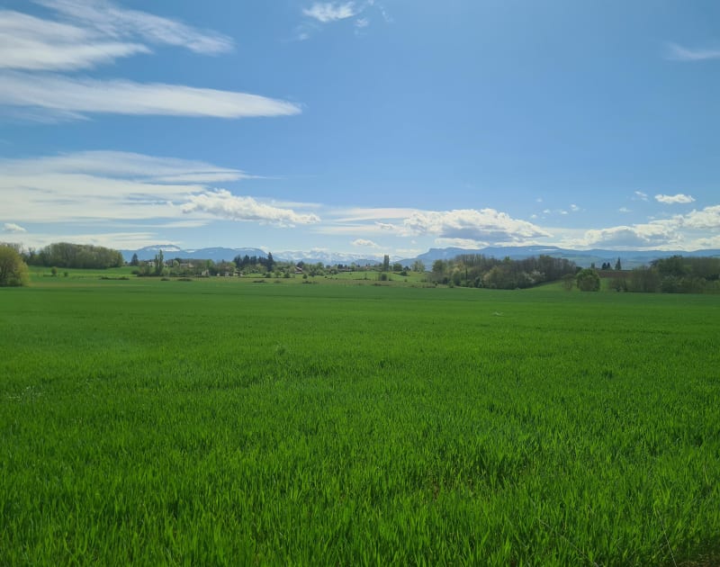 Balade dans la plaine Gillonnay - Gillonnay