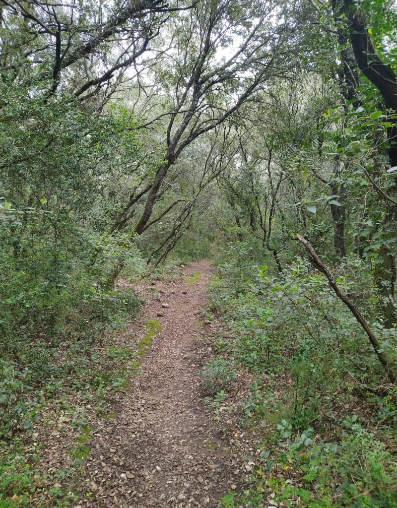 Des chemins de chèvres dans la garrigue - Saint-Maximin