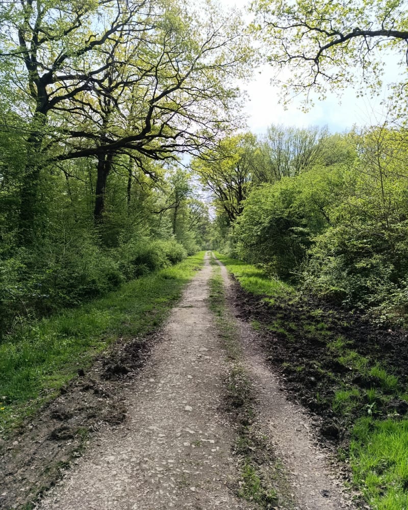 Balade en forêt de Sénart pour le plaisir - Montgeron