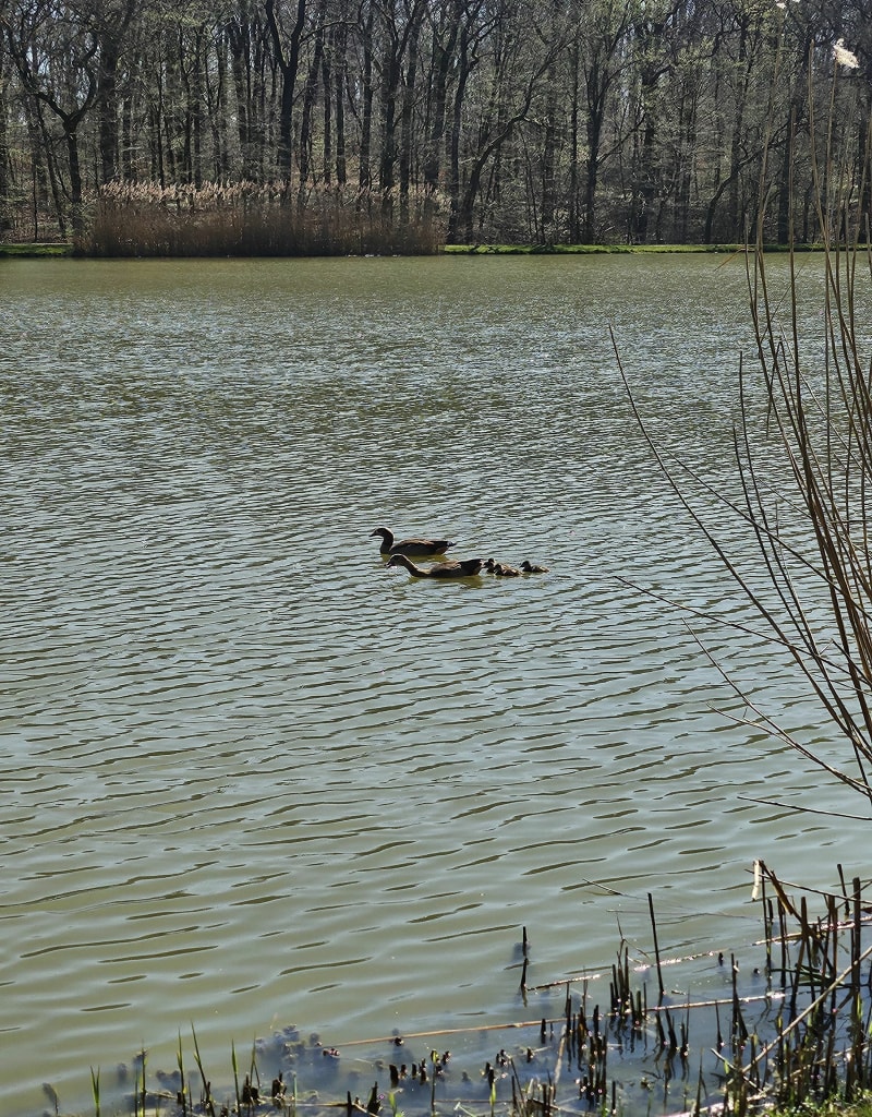Etang de Diebling - Diebling