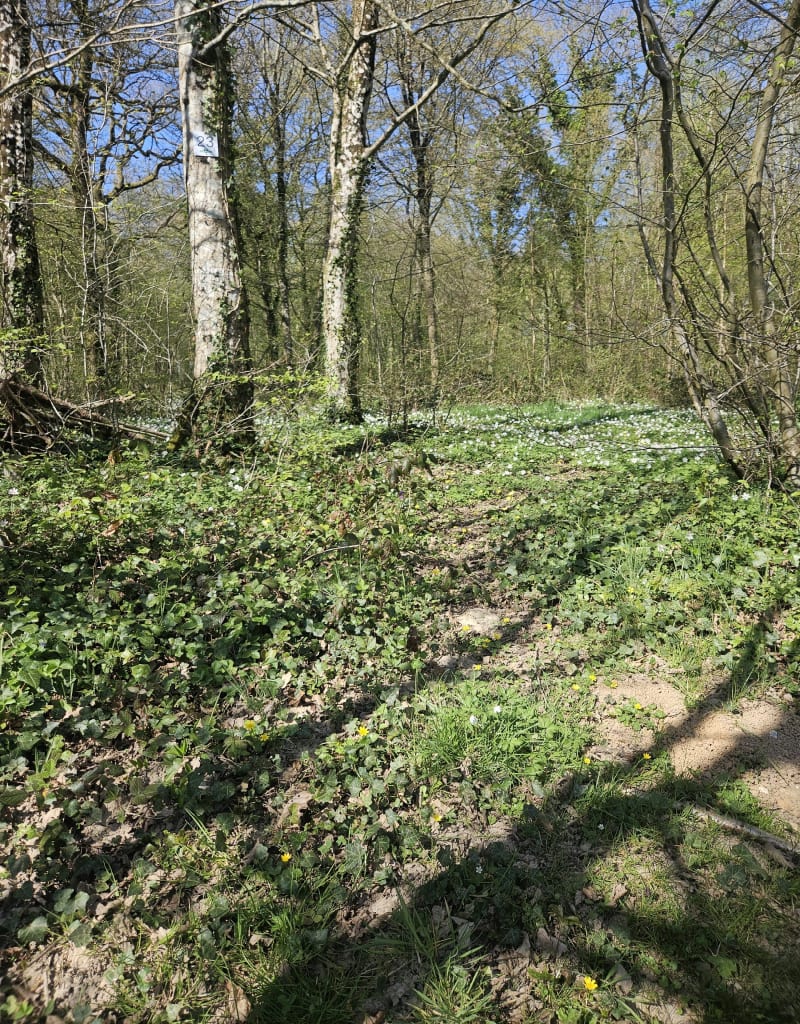 Forêt de Guines - Guînes