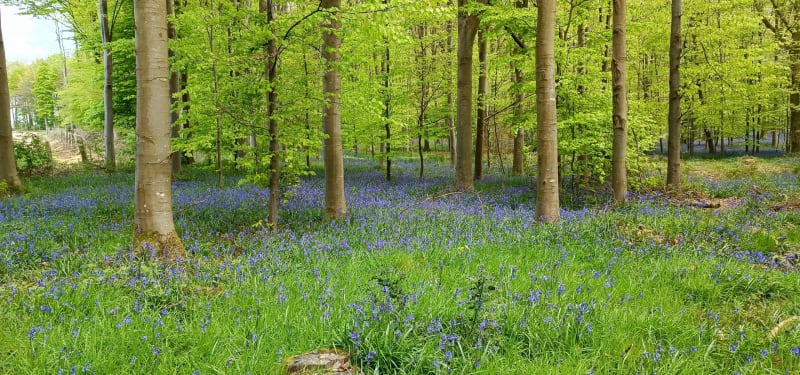 Boucle en Forêt d'Eawy - Ventes-Saint-Rémy