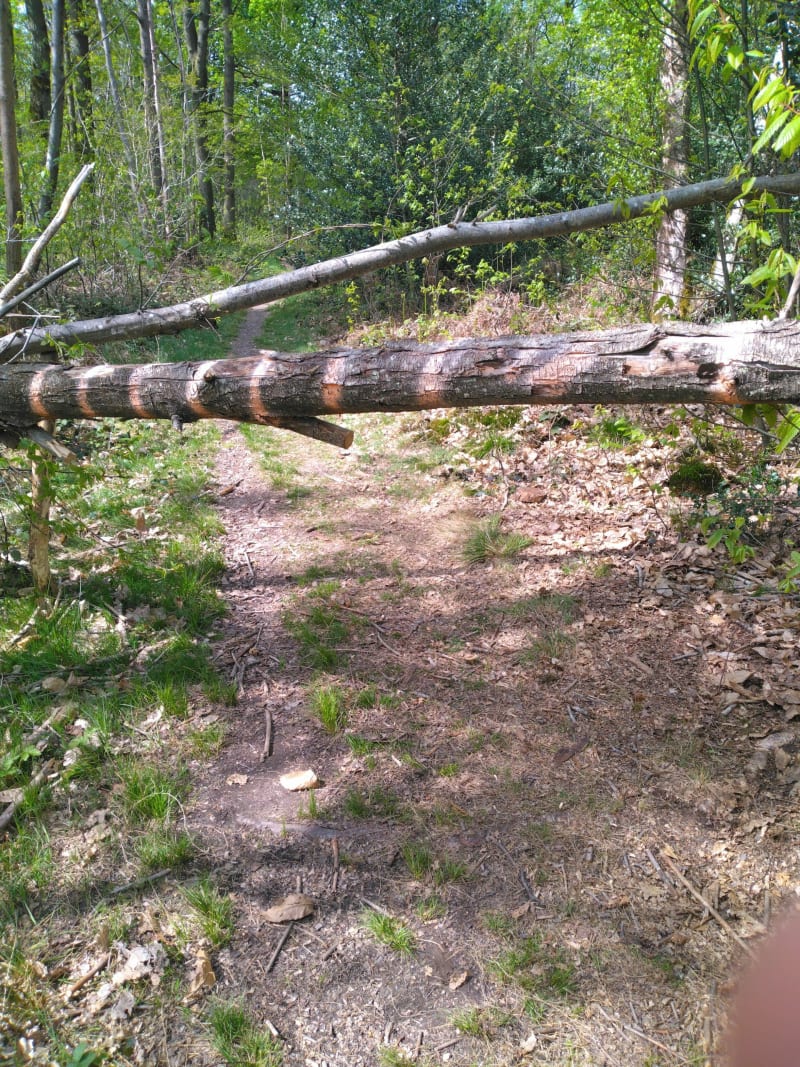 Balade en forêt de La Roche Turpin-Soucy - Fontenay-lès-Briis