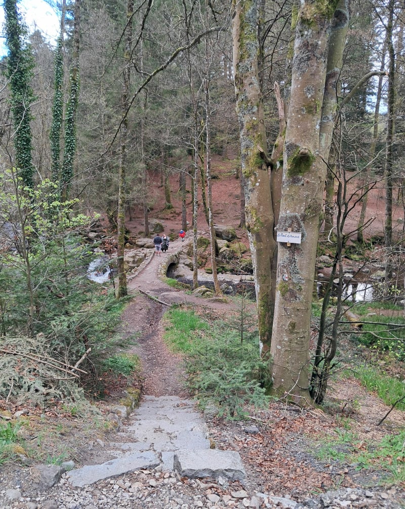 Balade depuis le Camping du Domaine de Longemer - Xonrupt-Longemer
