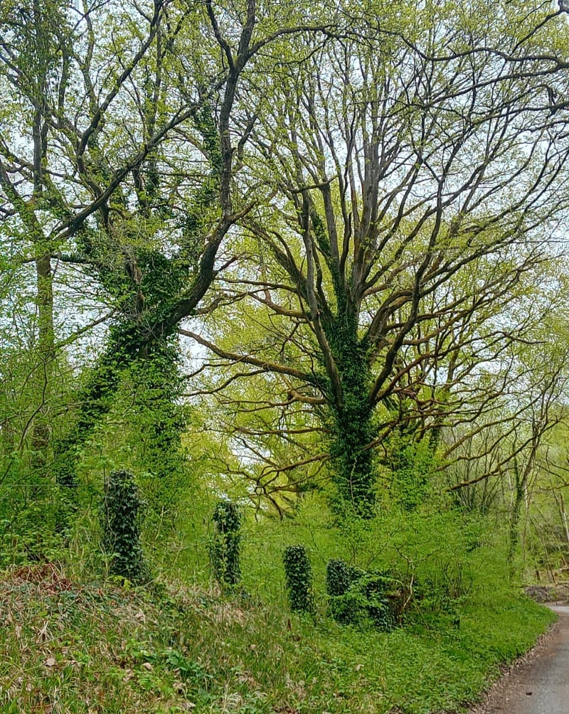 Sentier du Prince soldat - Cormicy