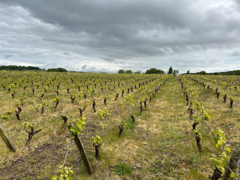 Vignes autour du château de la Noé Bel -Air - Vallet