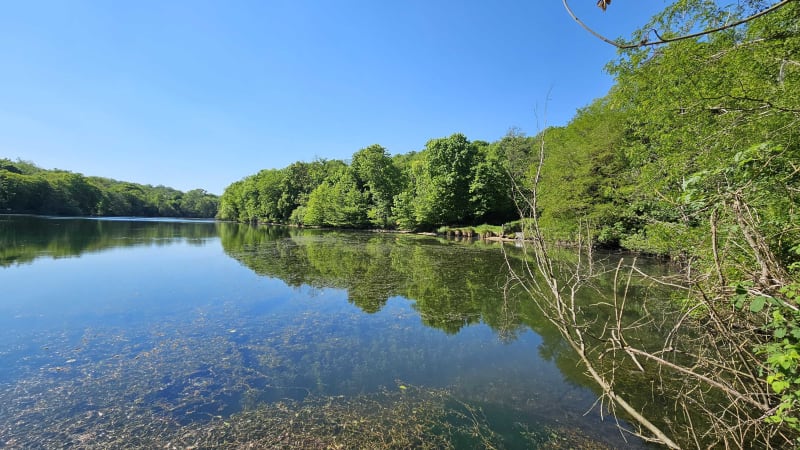 Rando dans la forêt domaniale de Versailles - Versailles