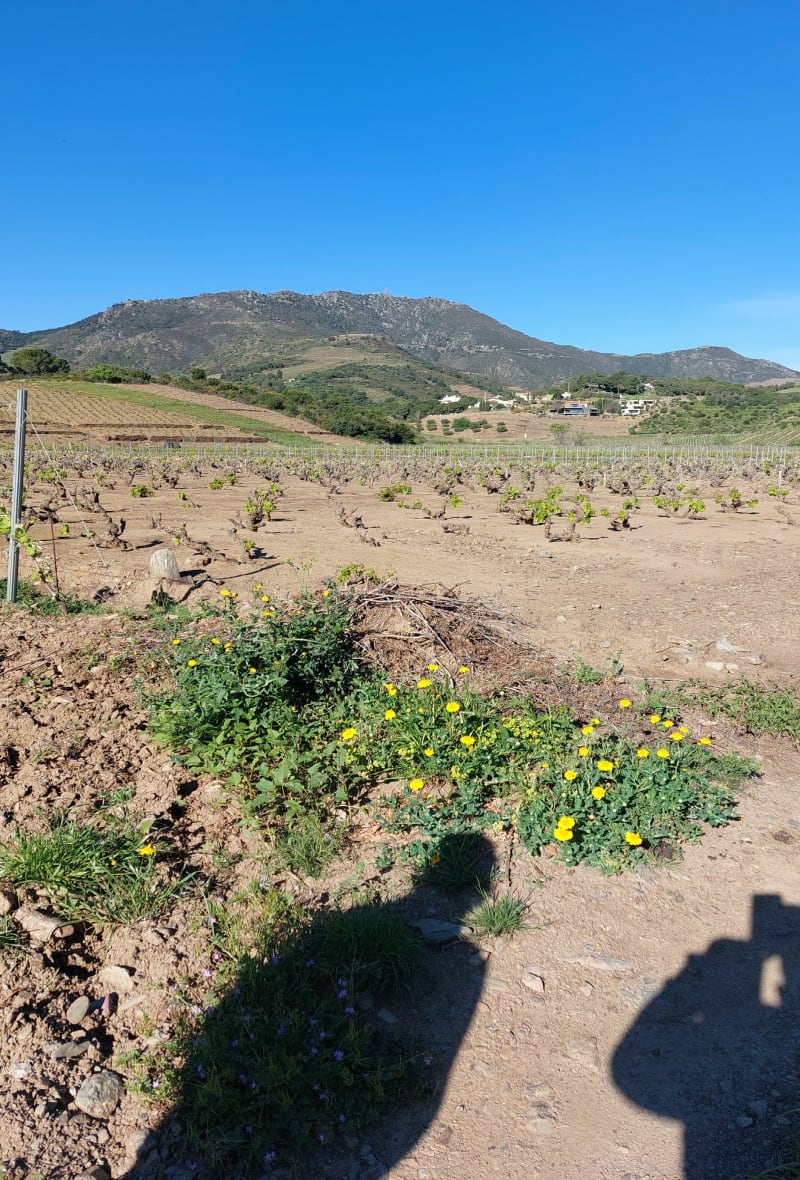Depuis Paulilles entre Cosprons, La Guineille et La vinaigrerie - Port-Vendres