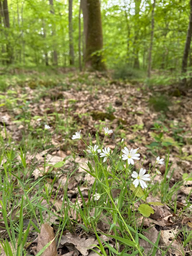 Balade tranquille en forêt de Dreux - Abondant