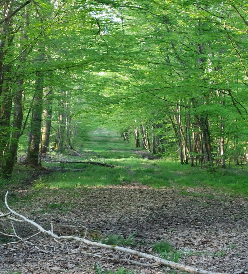Boucle entre Soumaintrain et Ervy le Châtel - Soumaintrain