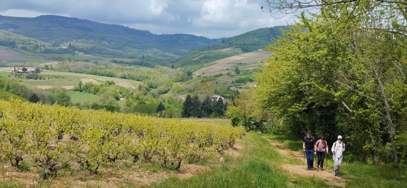 Balade en Beaujolais - Juliénas