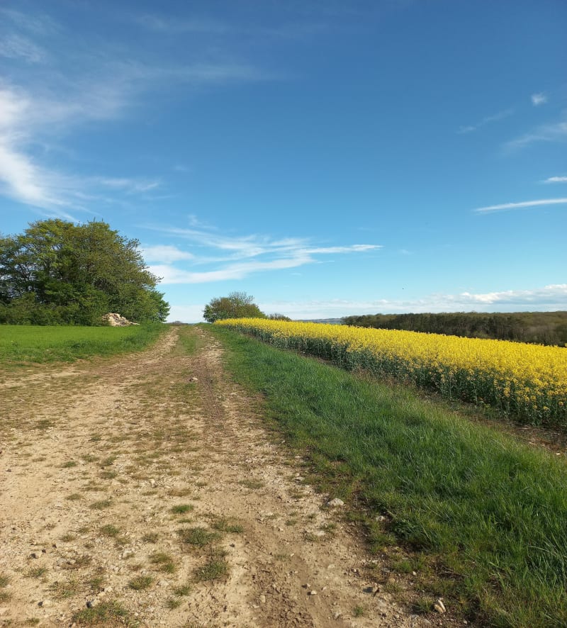 Dans les champs de Frénois - Frénois