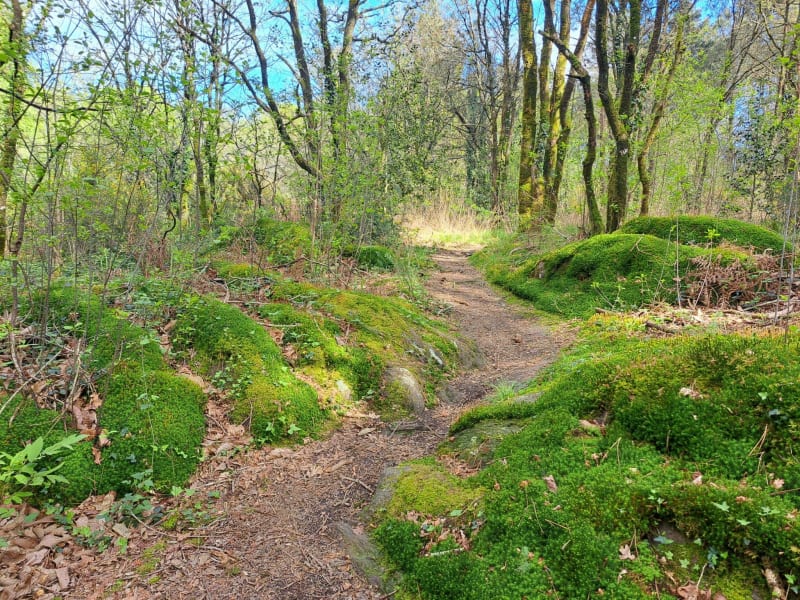 Balade en forêt de Monteneuf - Monteneuf