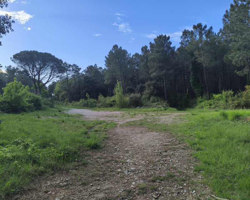 Circuit forestier du Ferrals - Villespy