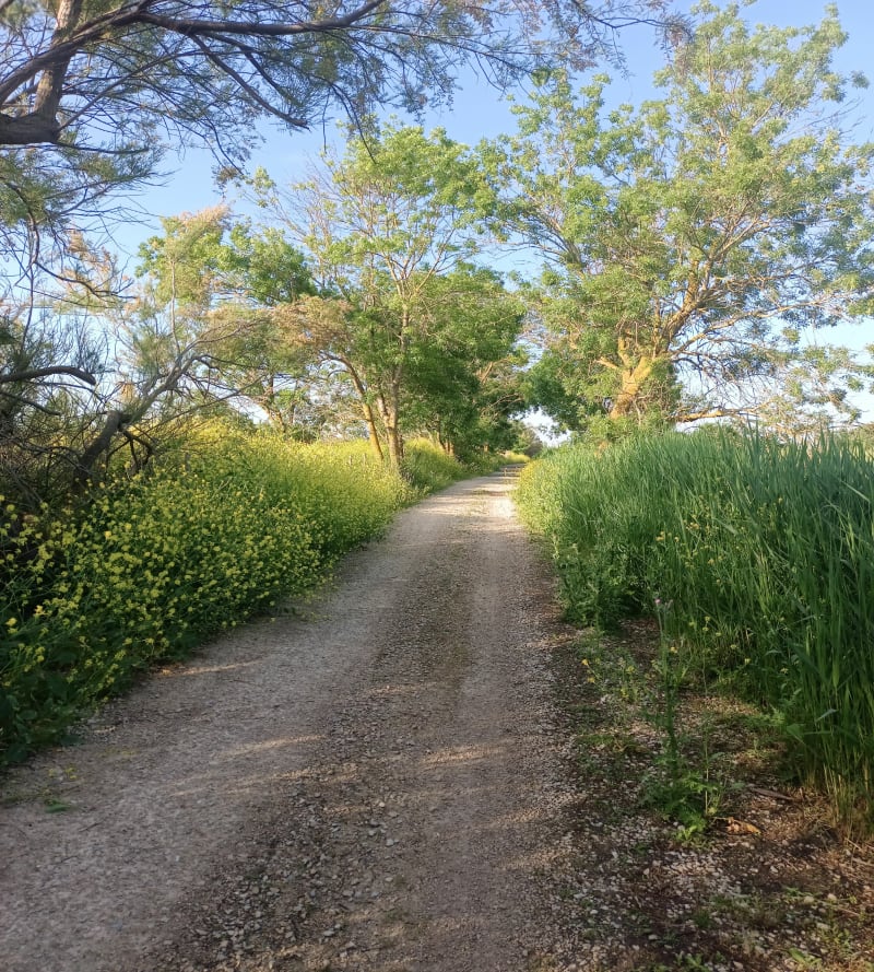 De Lunel à Marseillargue par le canal et Aigue Morte - Lunel