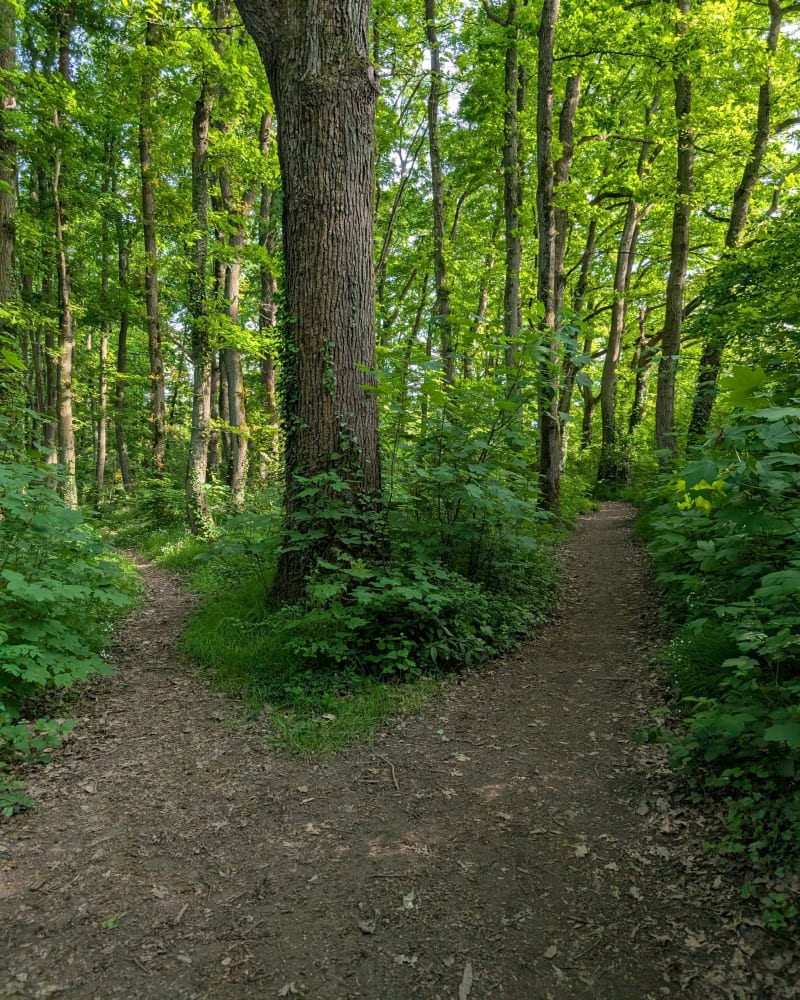 A travers les bois de St-Eloi de La Ville-du-Bois - La Ville-du-Bois