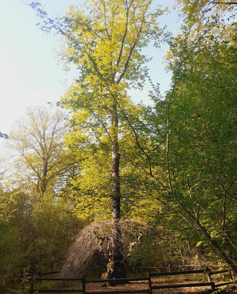 Vers le hameau de Vertuelle - Verzy