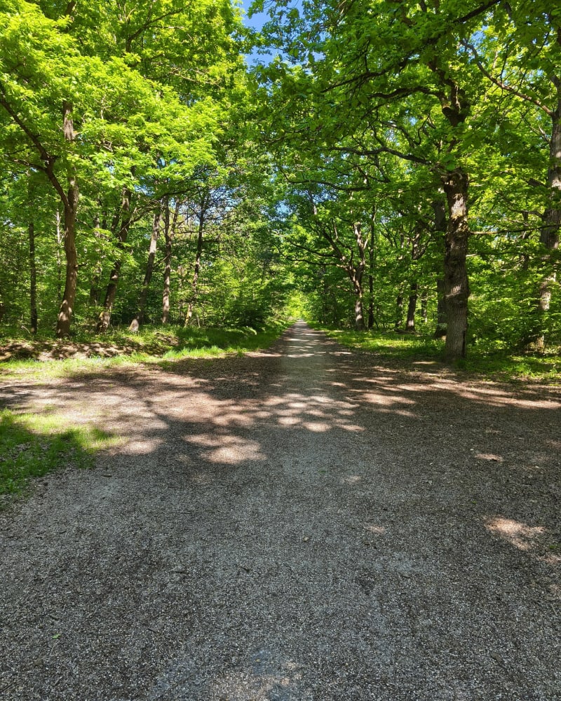 Balade en forêt de Rougeau - Saintry-sur-Seine