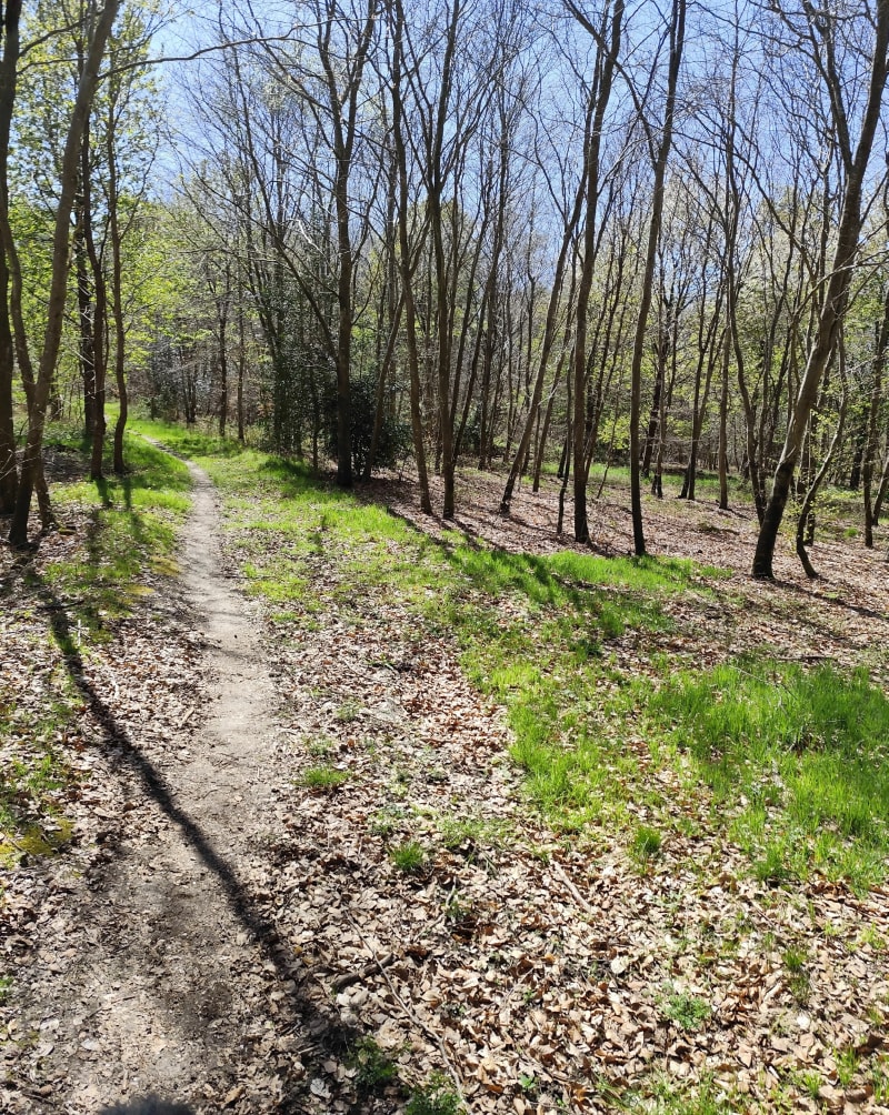 Balade en forêt de brotonne - Arelaune-en-Seine