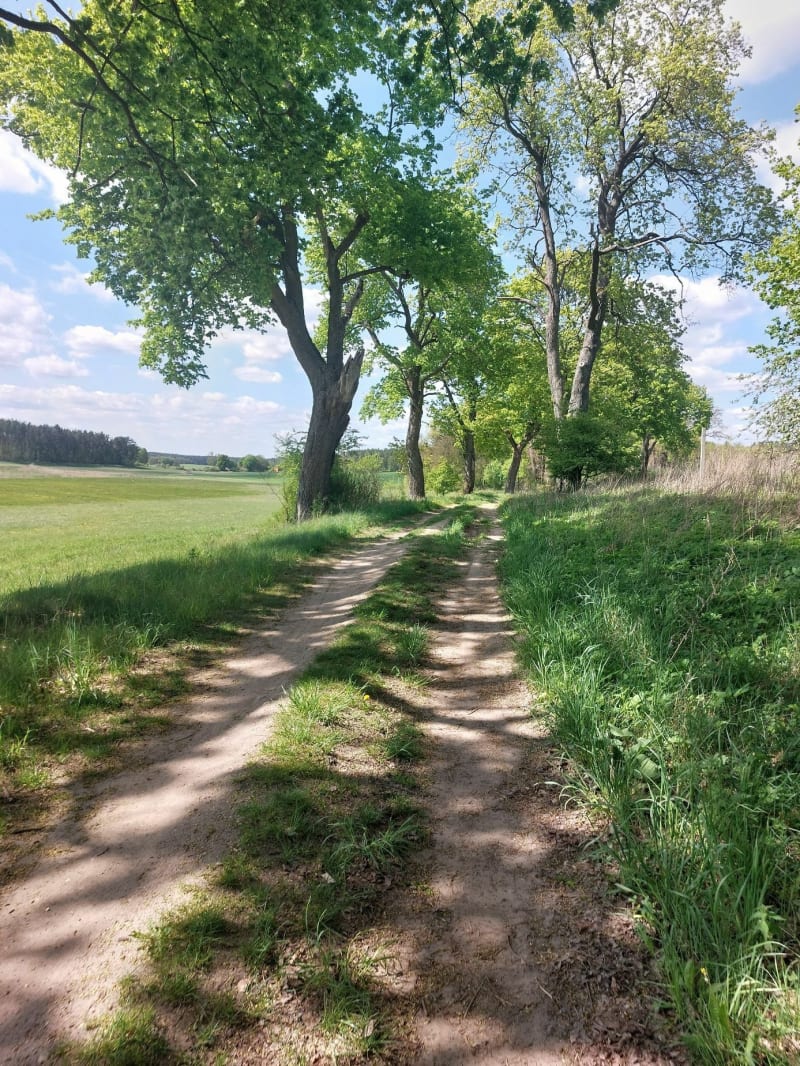 Chojnice-Jarcewo-Funka-Jezioro Niedźwiedzie-Chojnice - Chojnice