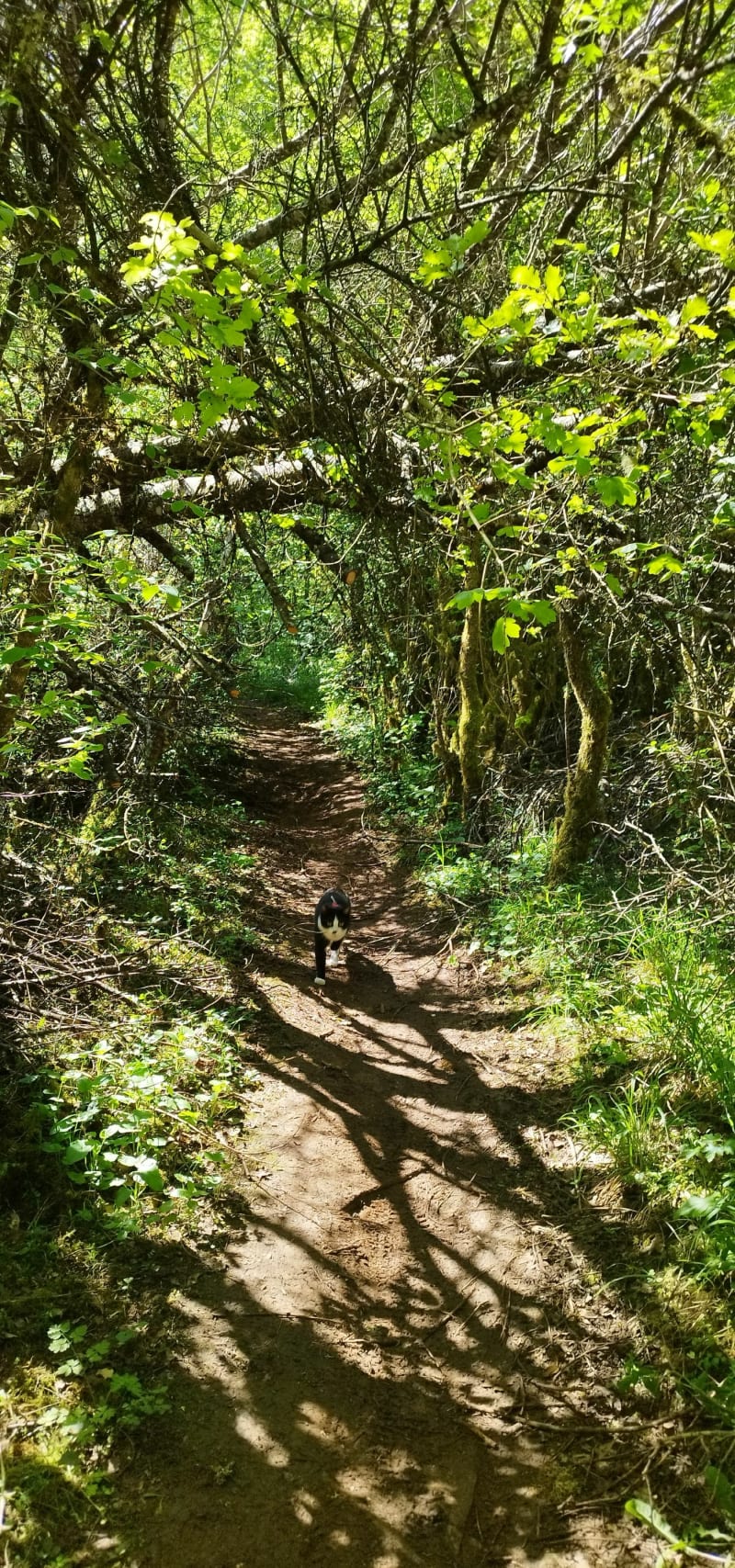 Point de vue et petite balade en forêt - Couchey