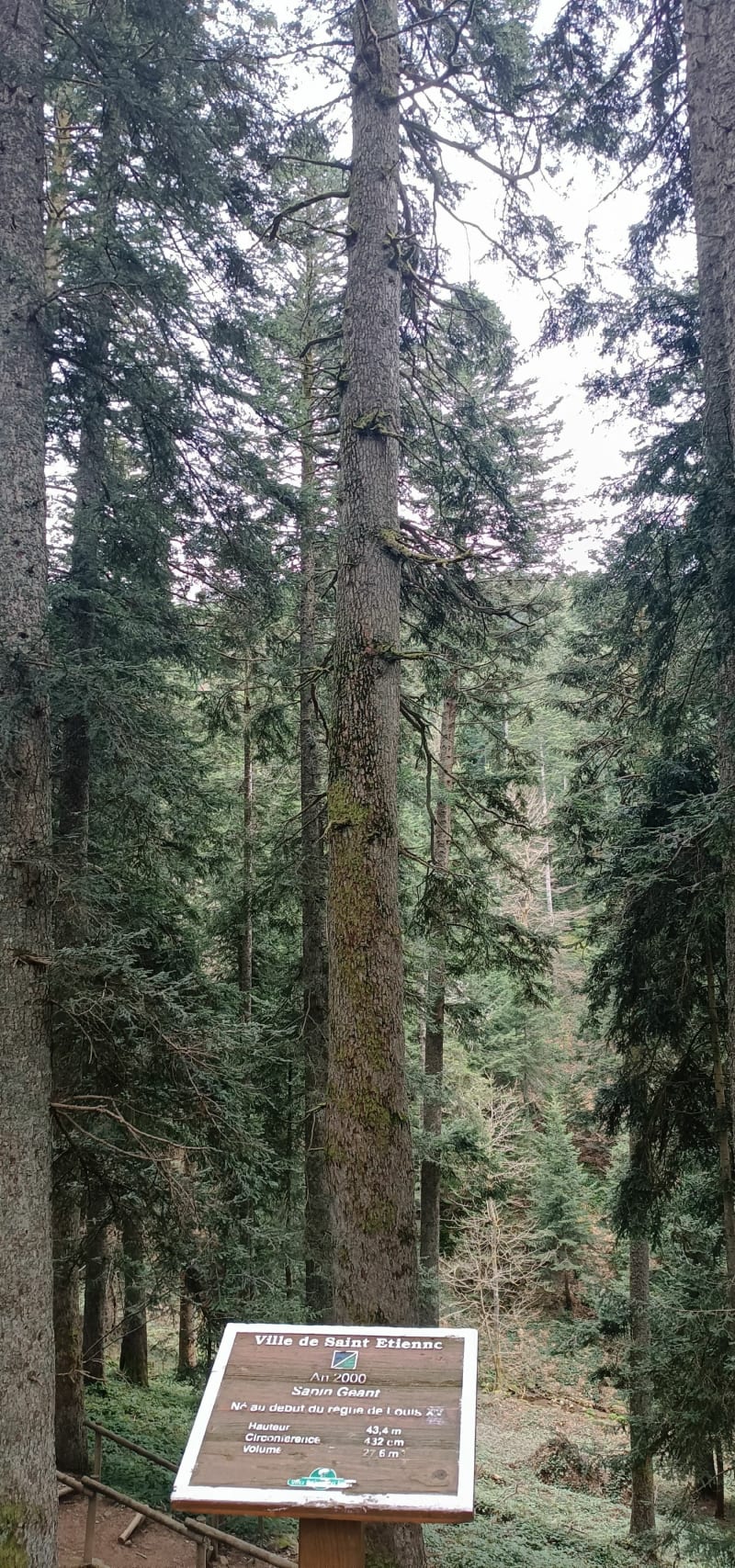 Le Pas du Riot, pont Souvignet et sapin géant - Planfoy