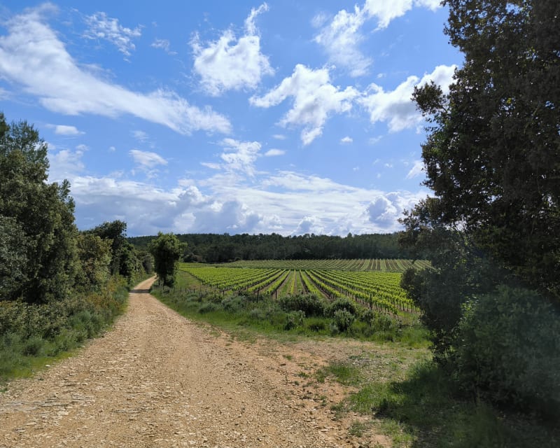Boucle à travers les vignes passant par Robiac . - Parignargues