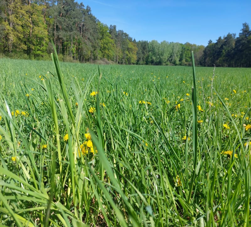 Kampinoski Park Narodowy - Łazy
