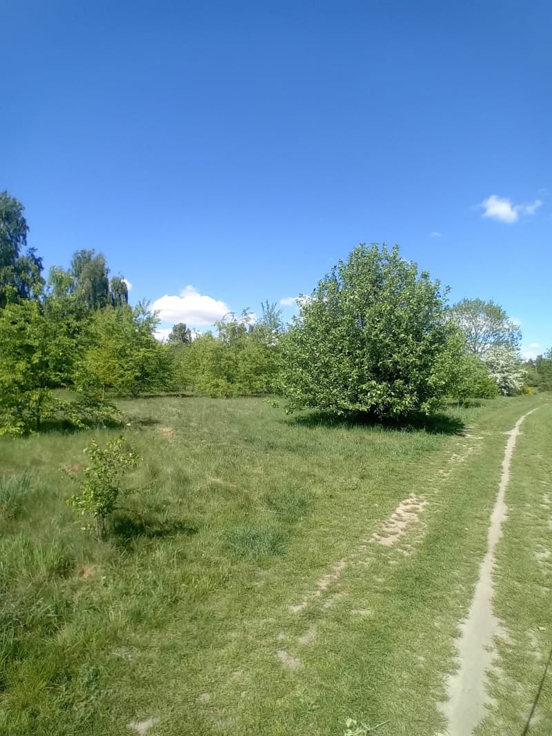 Pętla po Lasku Aniołowskim - Częstochowa